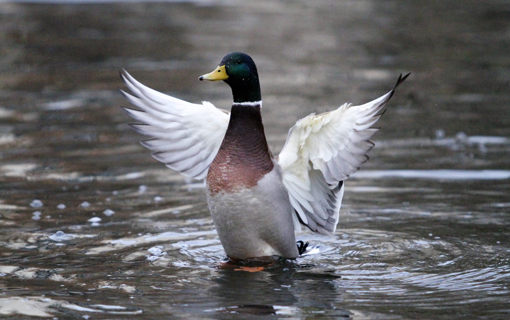 Entenjagd Teil 1