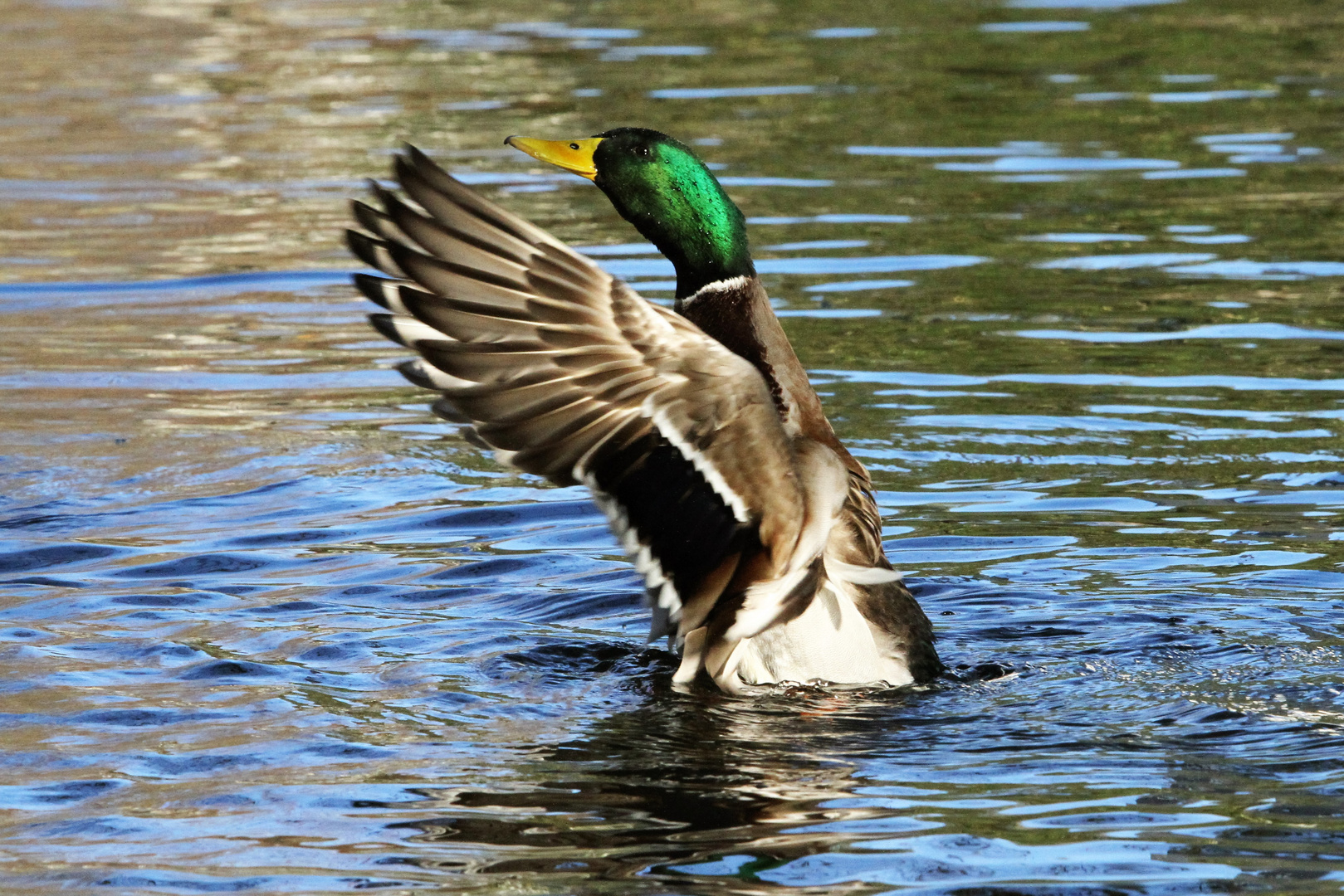 Entenjagd Teil 3