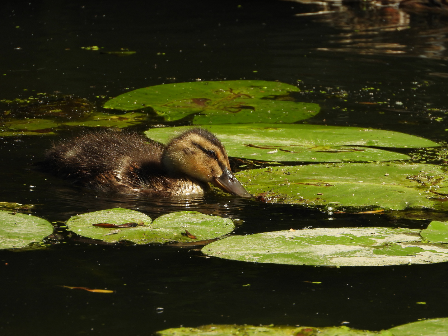 Entenjunges im Werderland