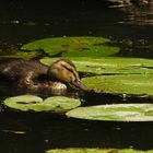 Entenjunges im Werderland