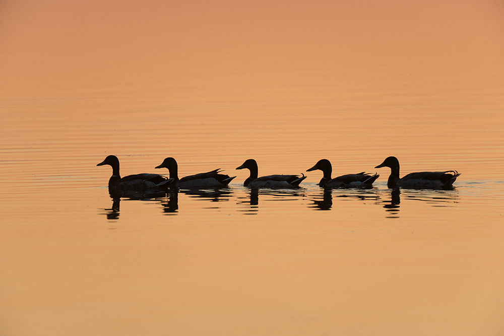 Entenkarawane bei Sonnenuntergang