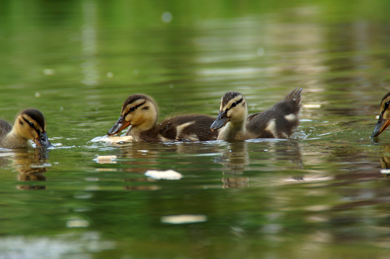 Entenkinder