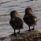 Entenkinder an der Traun