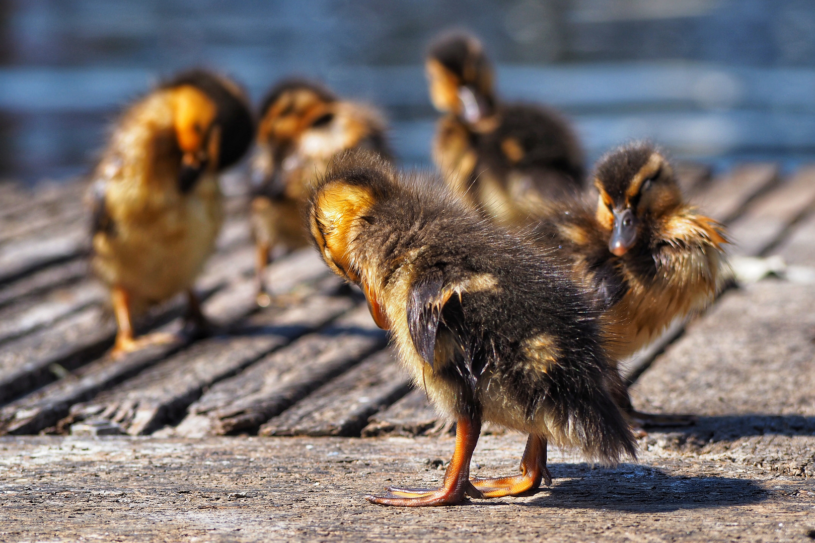 Entenkinder bei der Katzenwäsche 