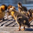 Entenkinder bei der Katzenwäsche 