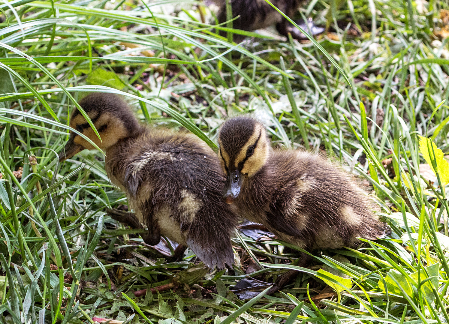 Entenkinder