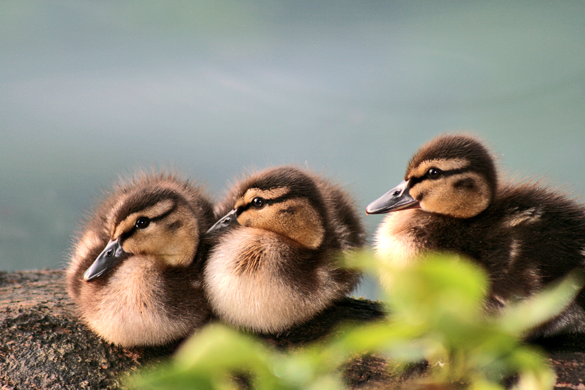 Entenküken Foto & Bild | tiere, tierkinder, küken Bilder auf fotocommunity