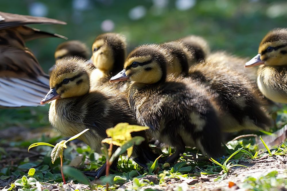 Entenküken Foto & Bild tiere, tierkinder, natur Bilder auf