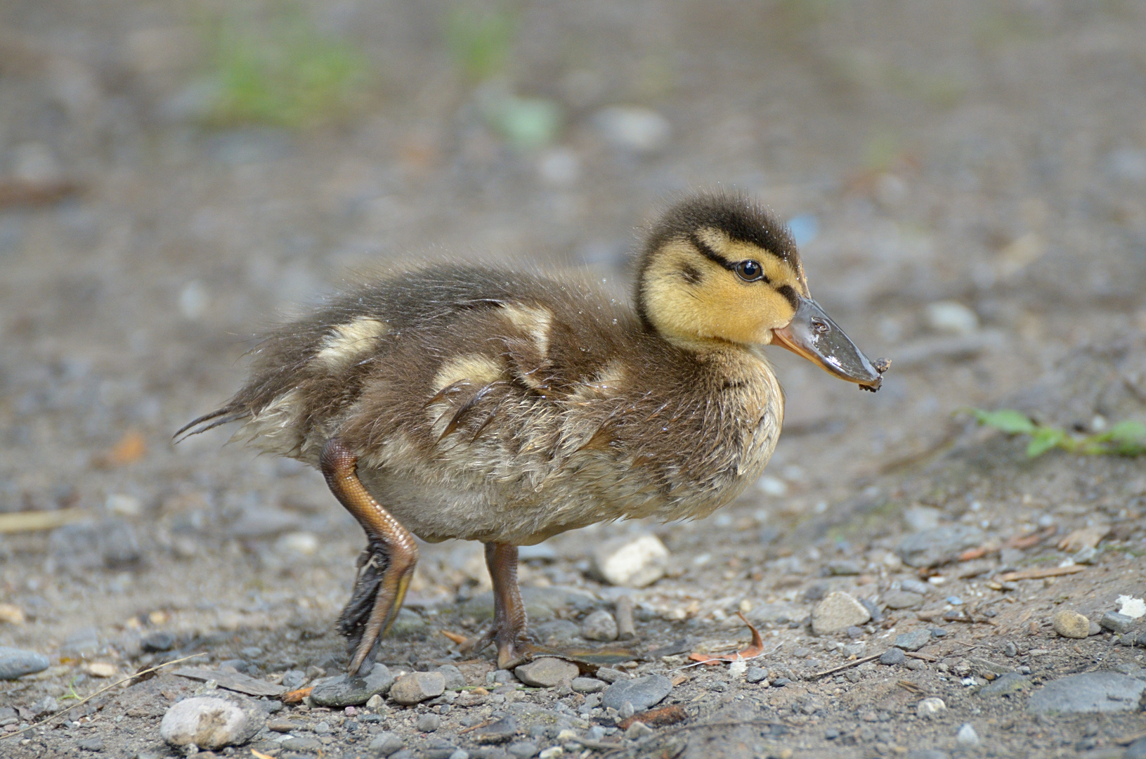 Entenküken Foto & Bild tiere, wildlife, wild lebende vögel Bilder auf
