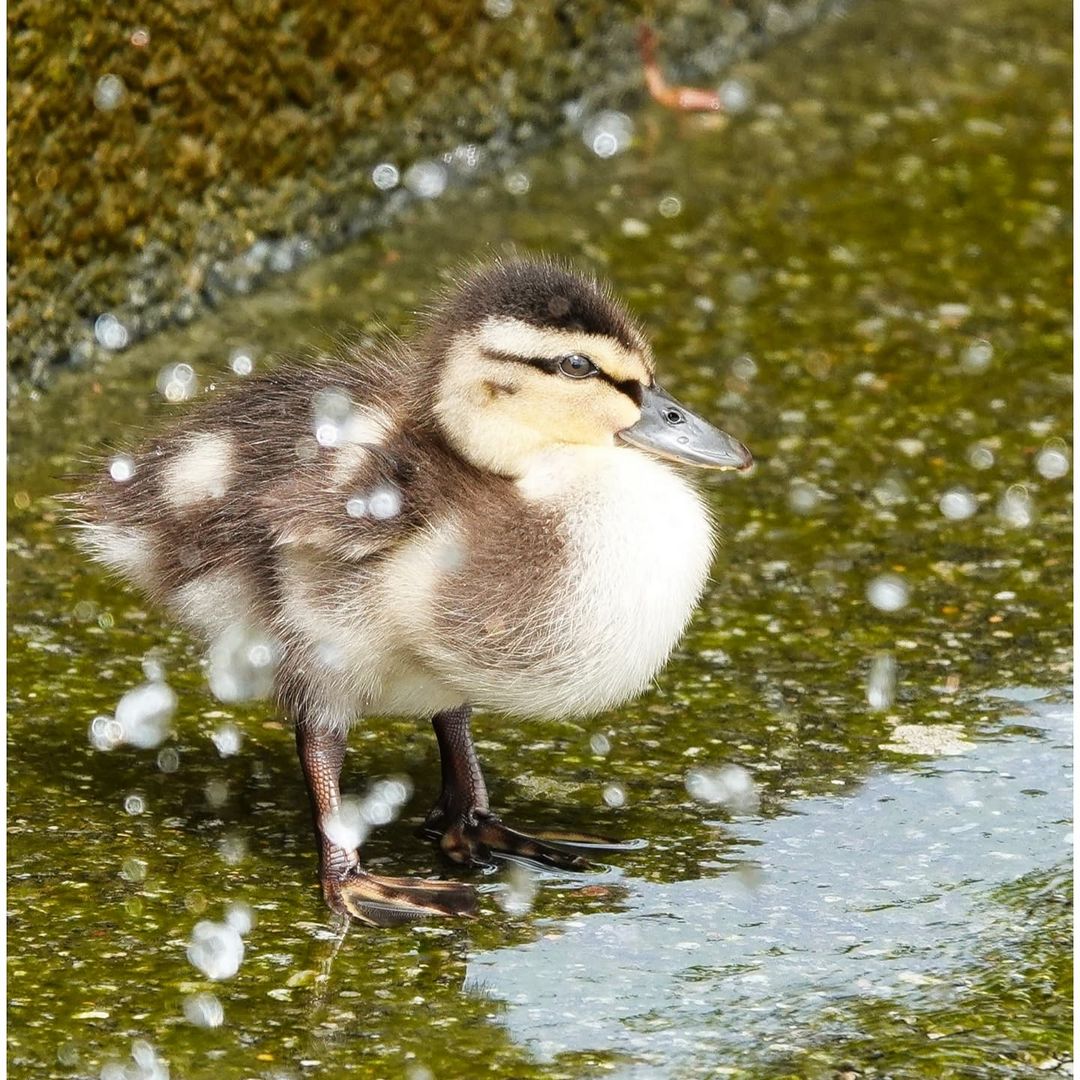 Entenküken am Bodensee 