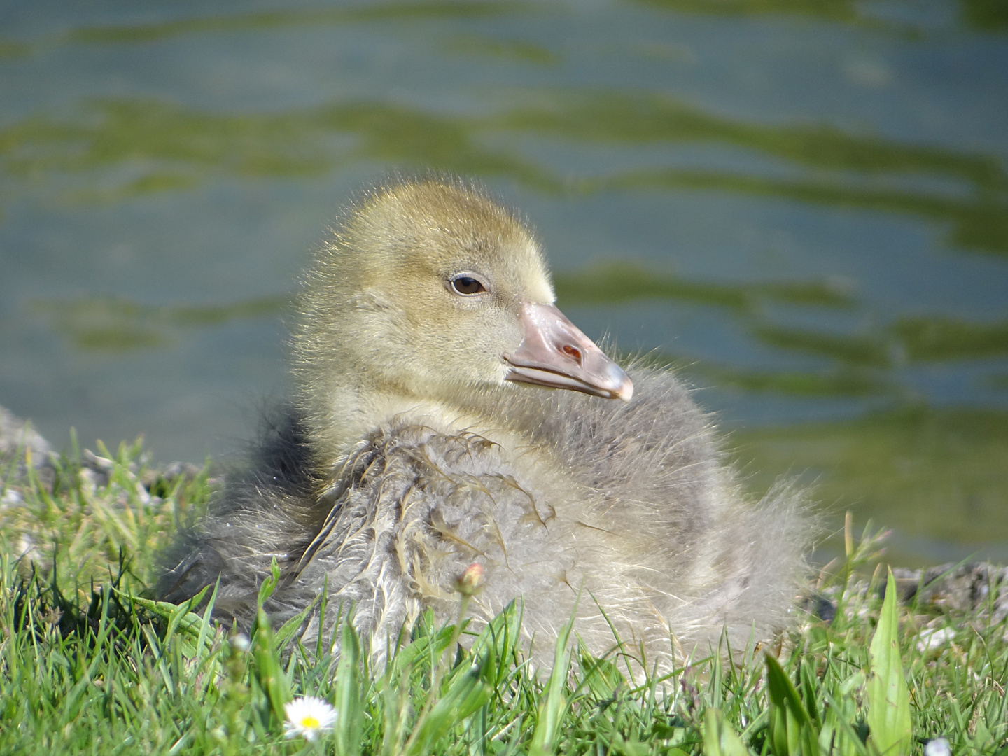 Entenküken am Chiemsee