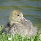 Entenküken am Chiemsee