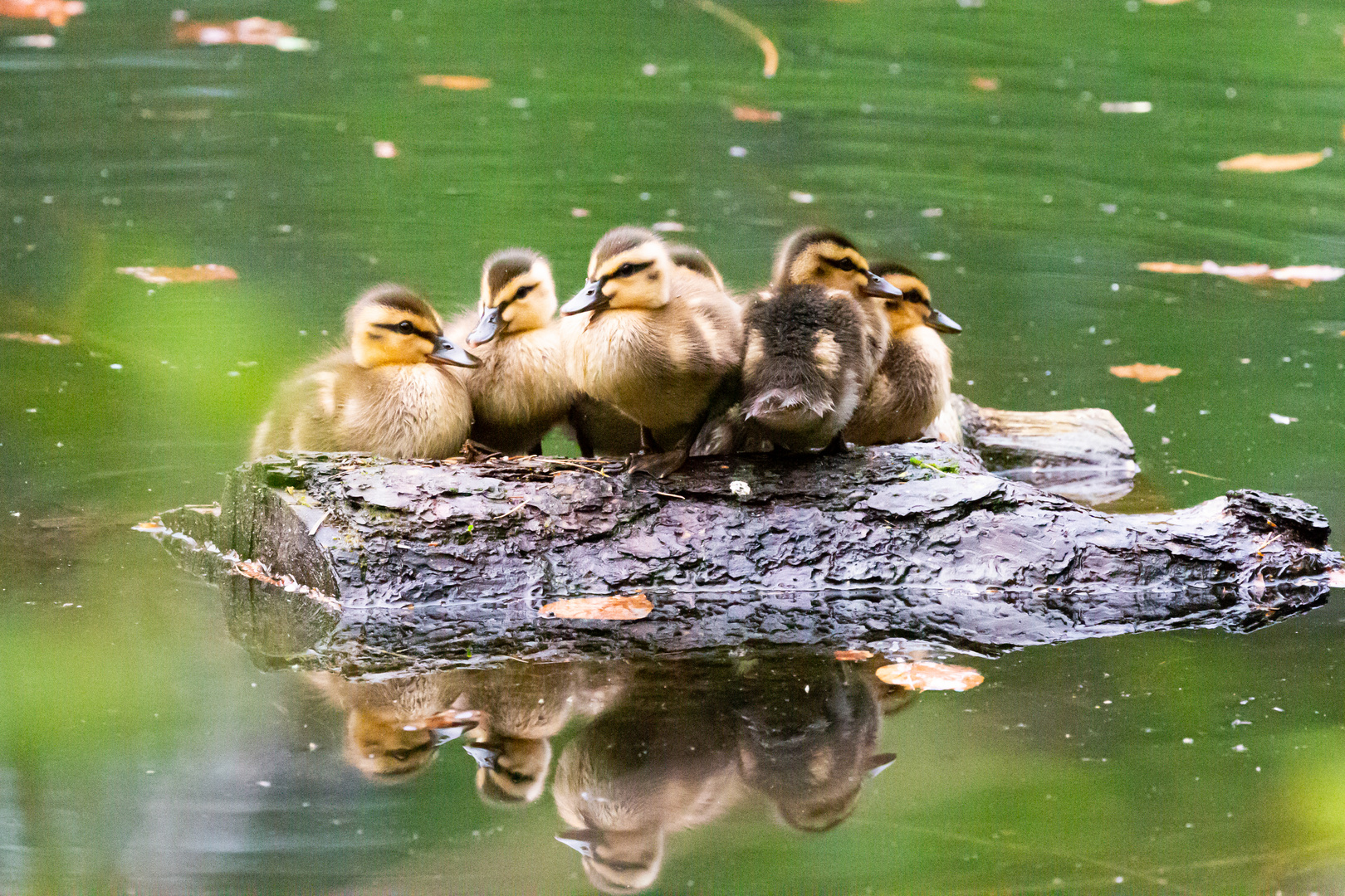 Entenküken auf dem Isenachweiher