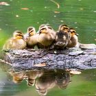 Entenküken auf dem Isenachweiher