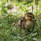 Entenküken auf Futtersuche 