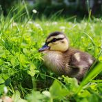 Entenküken Daisy grüßt Euch