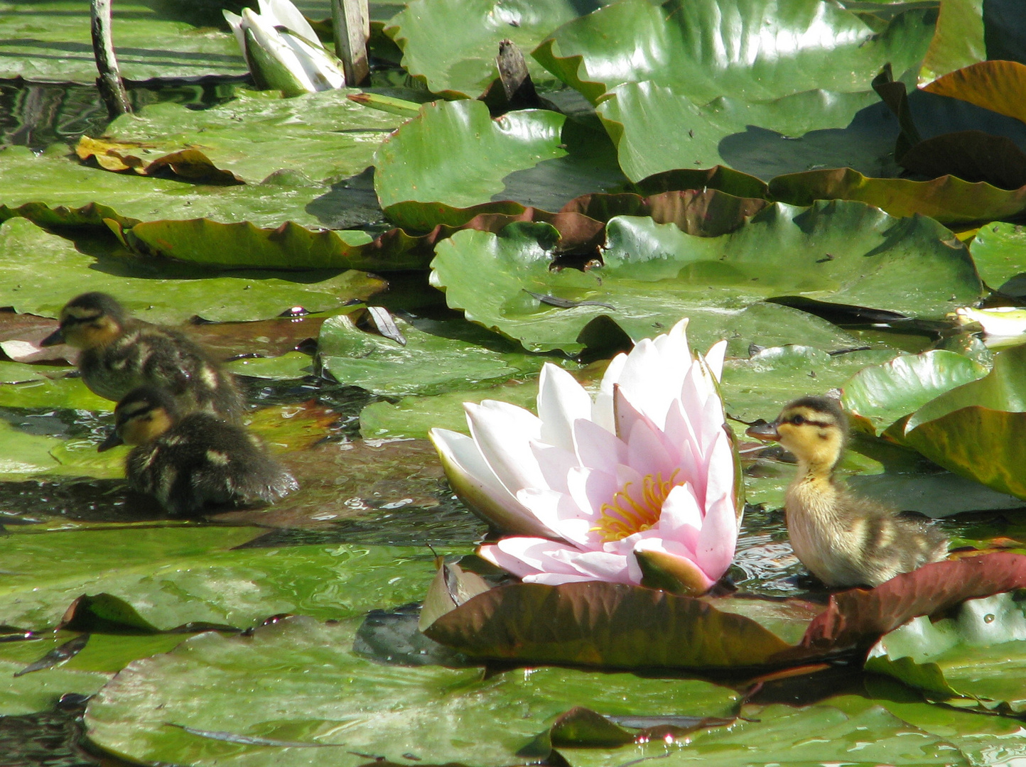 Entenküken entdeckt eine Seerose