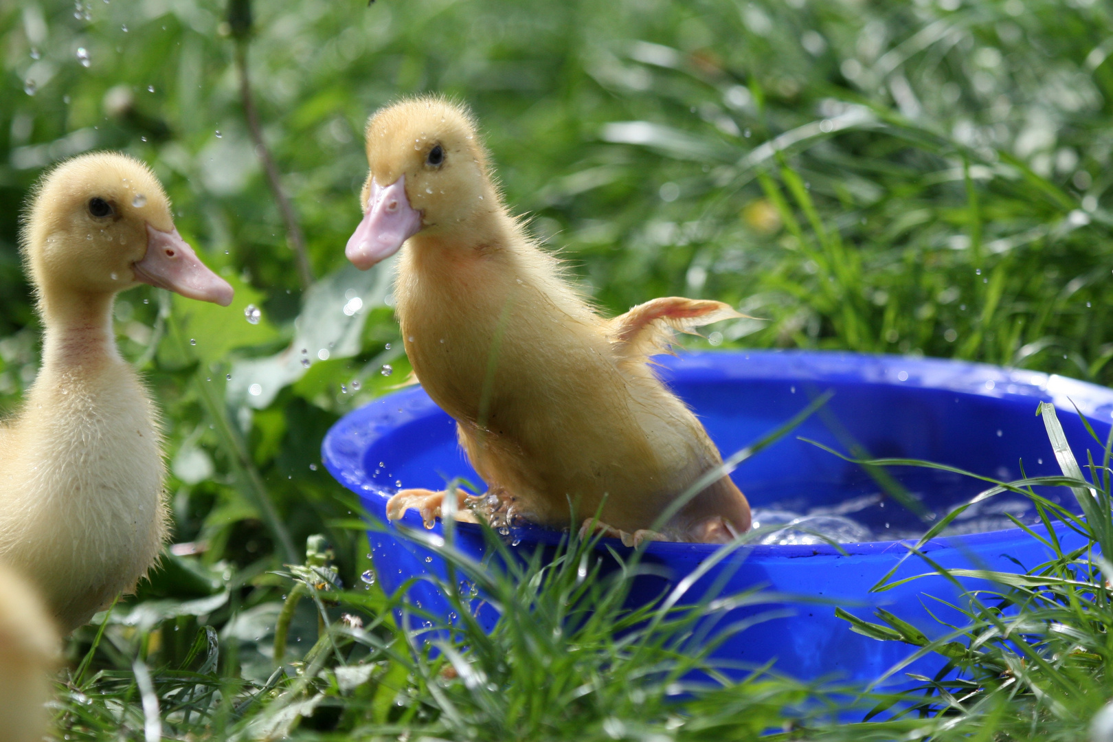 Entenküken im Garten