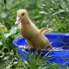 Entenküken im Garten