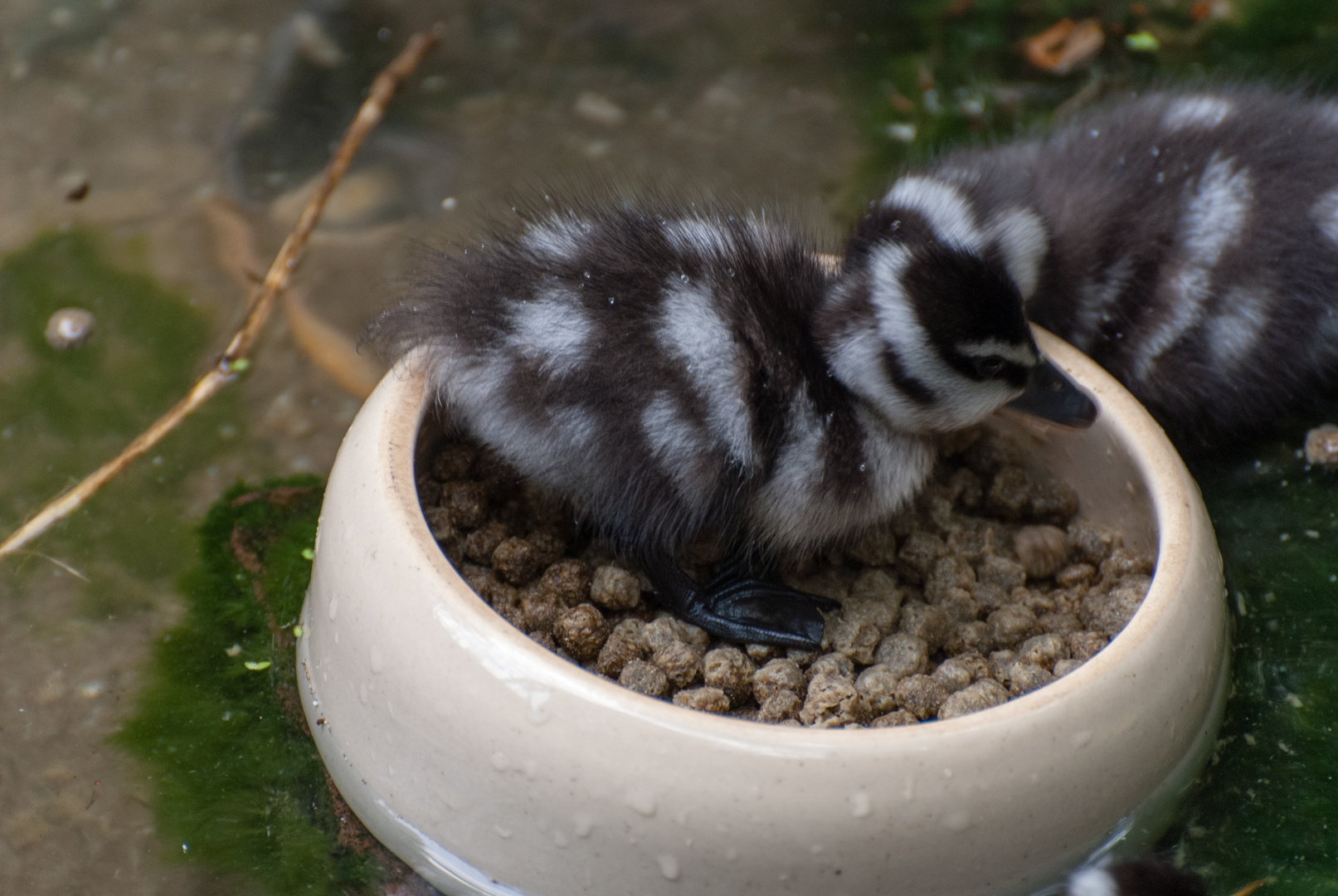 Entenküken im Zoo Köln