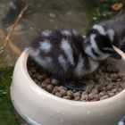 Entenküken im Zoo Köln