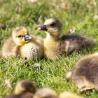 Entenküken im Zoo Sankt Peter Ording