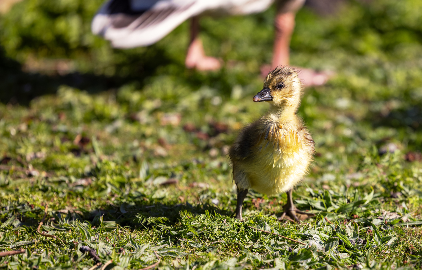 Entenküken im Zoo Sankt Peter Ording