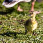 Entenküken im Zoo Sankt Peter Ording