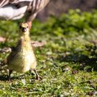 Entenküken im Zoo Sankt Peter Ording