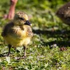 Entenküken im Zoo Sankt Peter Ording