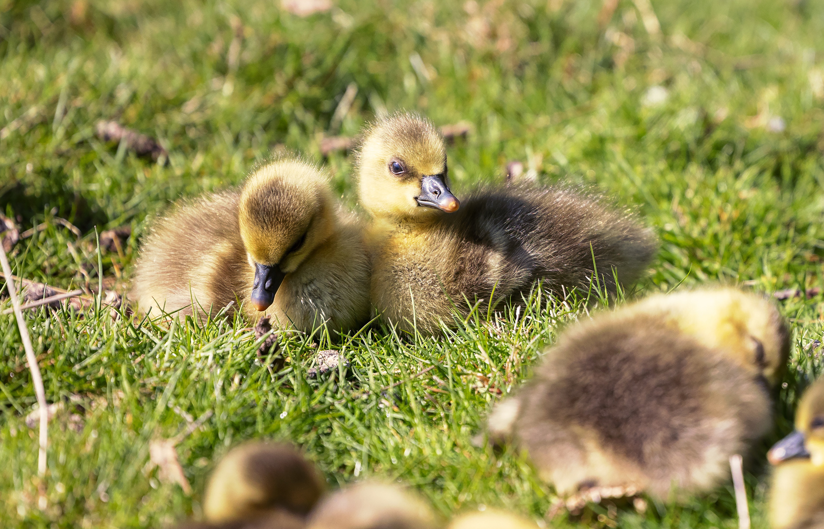 Entenküken im Zoo Sankt Peter Ording