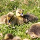 Entenküken im Zoo Sankt Peter Ording