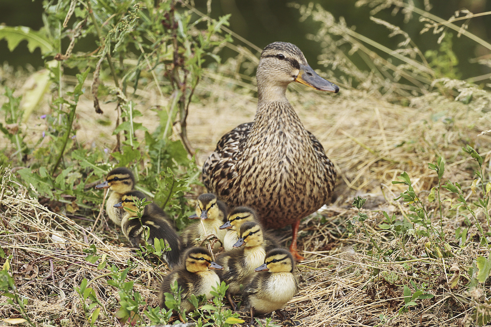 Entenküken mit Mama Foto & Bild teich, natur, tiere Bilder auf