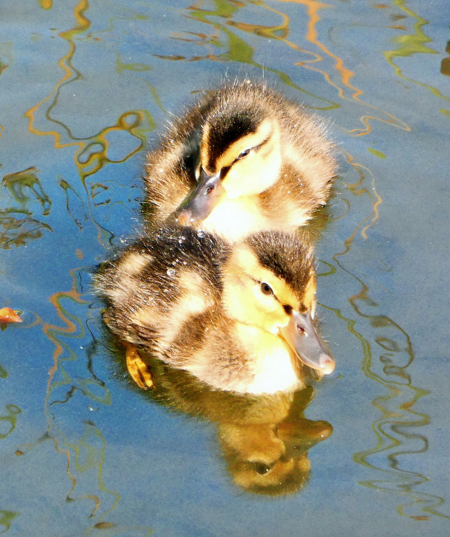 Entenküken mit Spiegelung