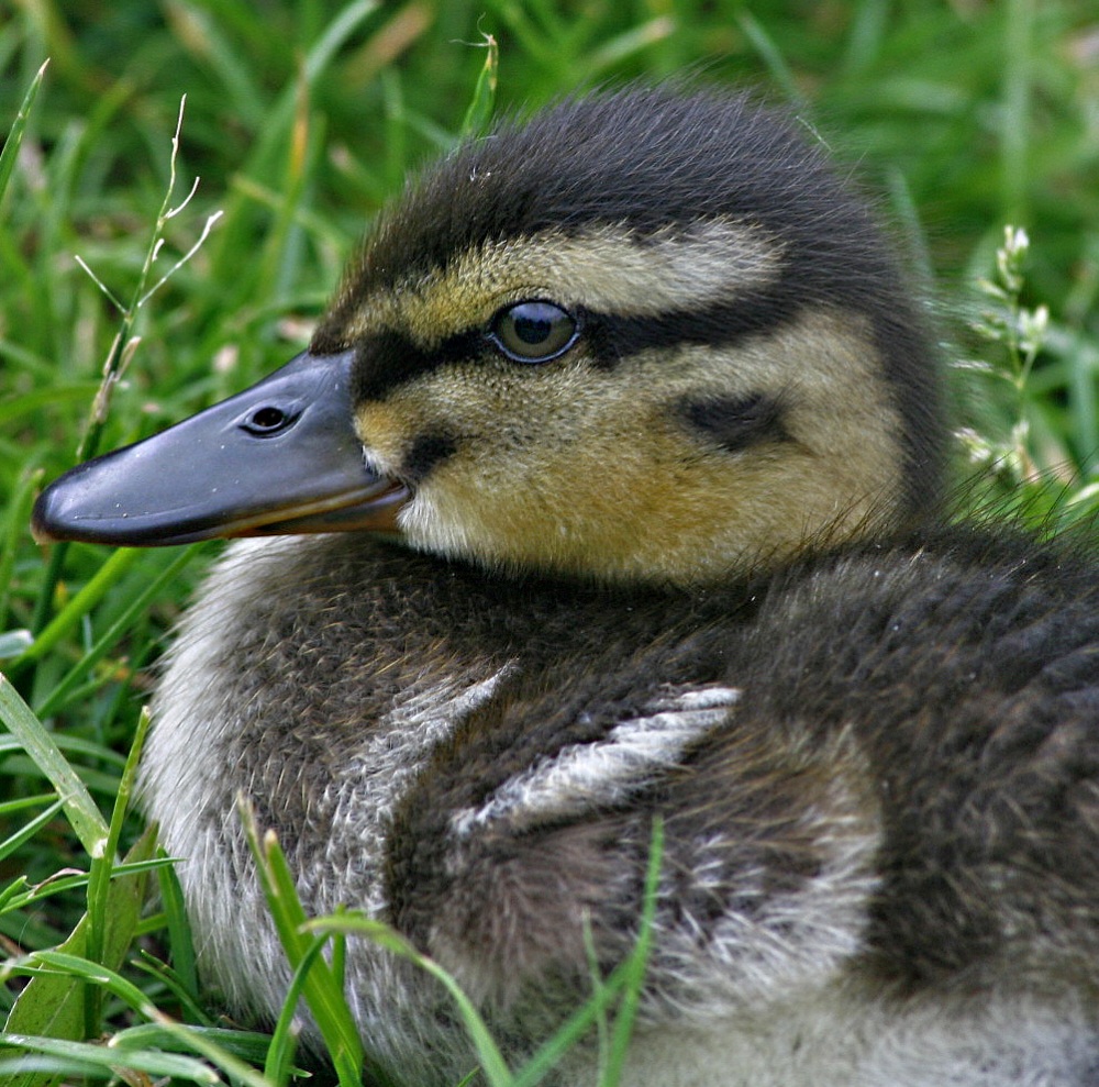 Entenküken - Portrait