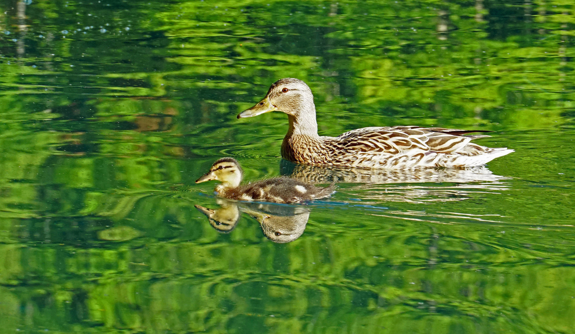 Entenküken schwimmt auf dem Kopf der Mutter