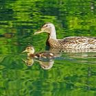 Entenküken schwimmt auf dem Kopf der Mutter