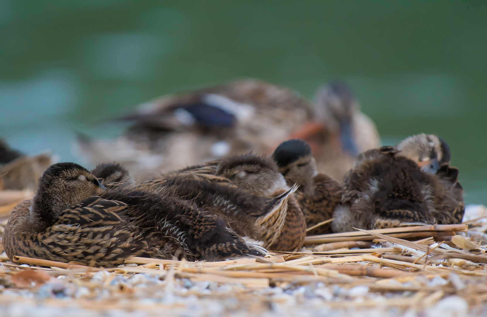 Entenküken vom Gardasee