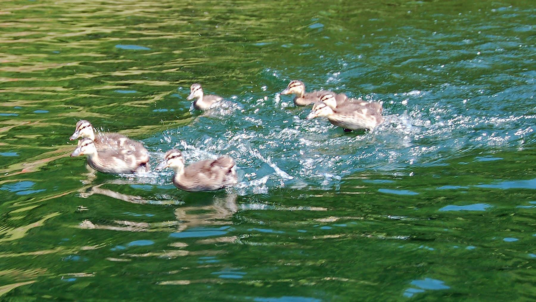 Entenkükenwettschwimmen