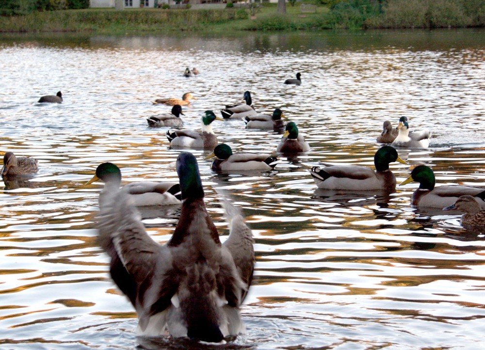 Entenlandung im Teich