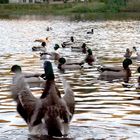 Entenlandung im Teich