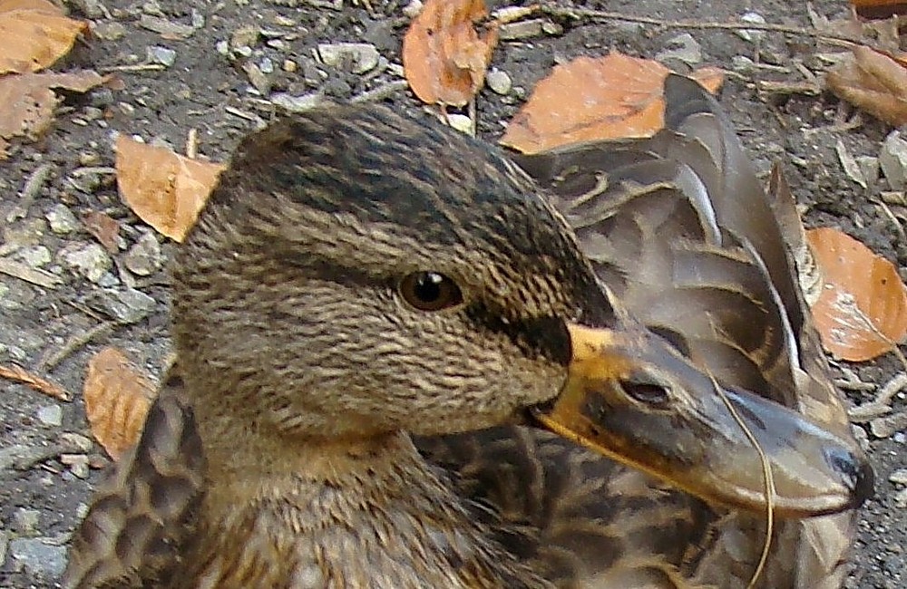 Entenmädchen