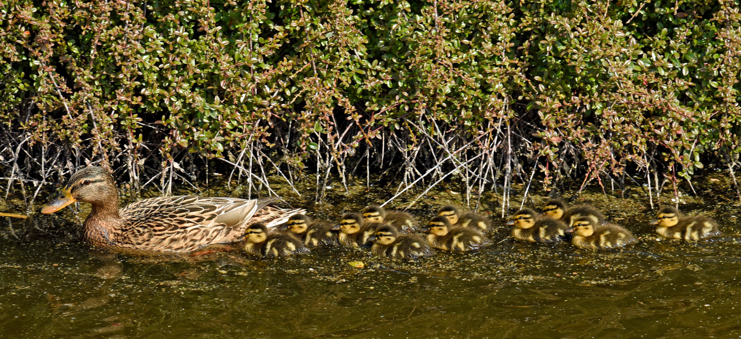 Entenmama mit 11 Kindern auf einem Kanal in der Nähe von Julianadorp