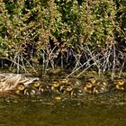 Entenmama mit 11 Kindern auf einem Kanal in der Nähe von Julianadorp