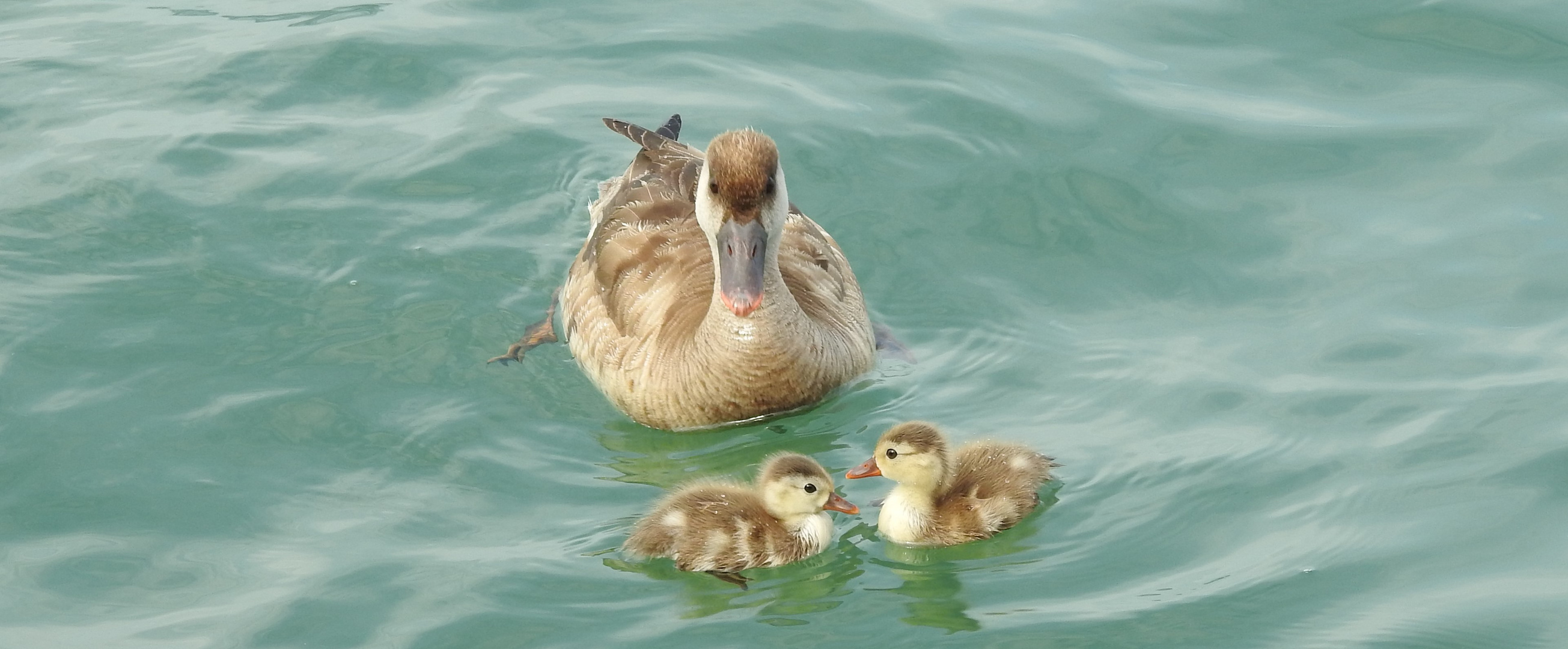 Entenmama mit Baby Enten