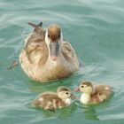 Entenmama mit Baby Enten