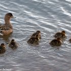 Entenmama mit Babys