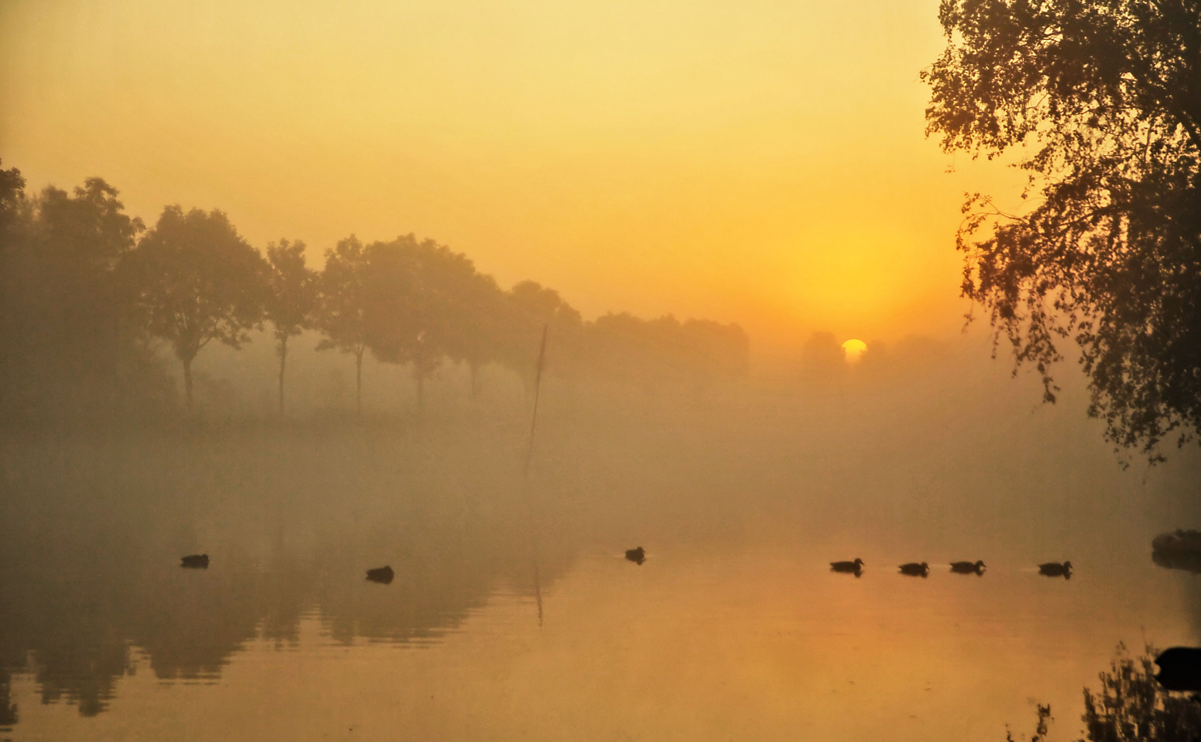 Entenmarsch im Nebel