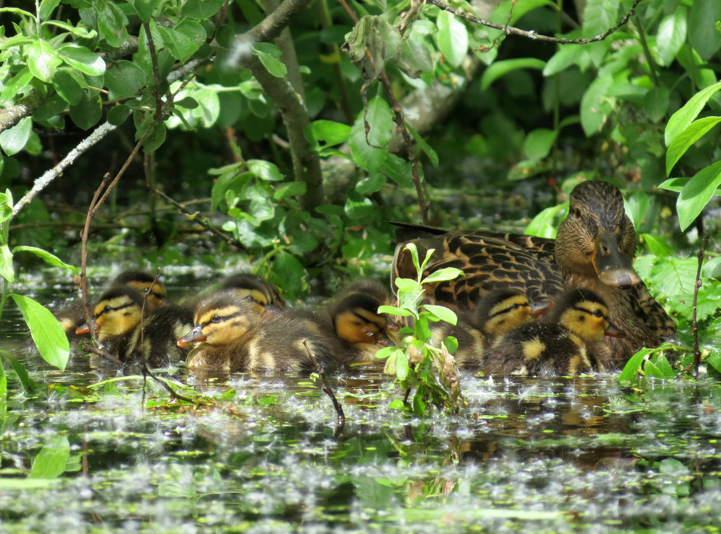 Entenmutter mit Babys