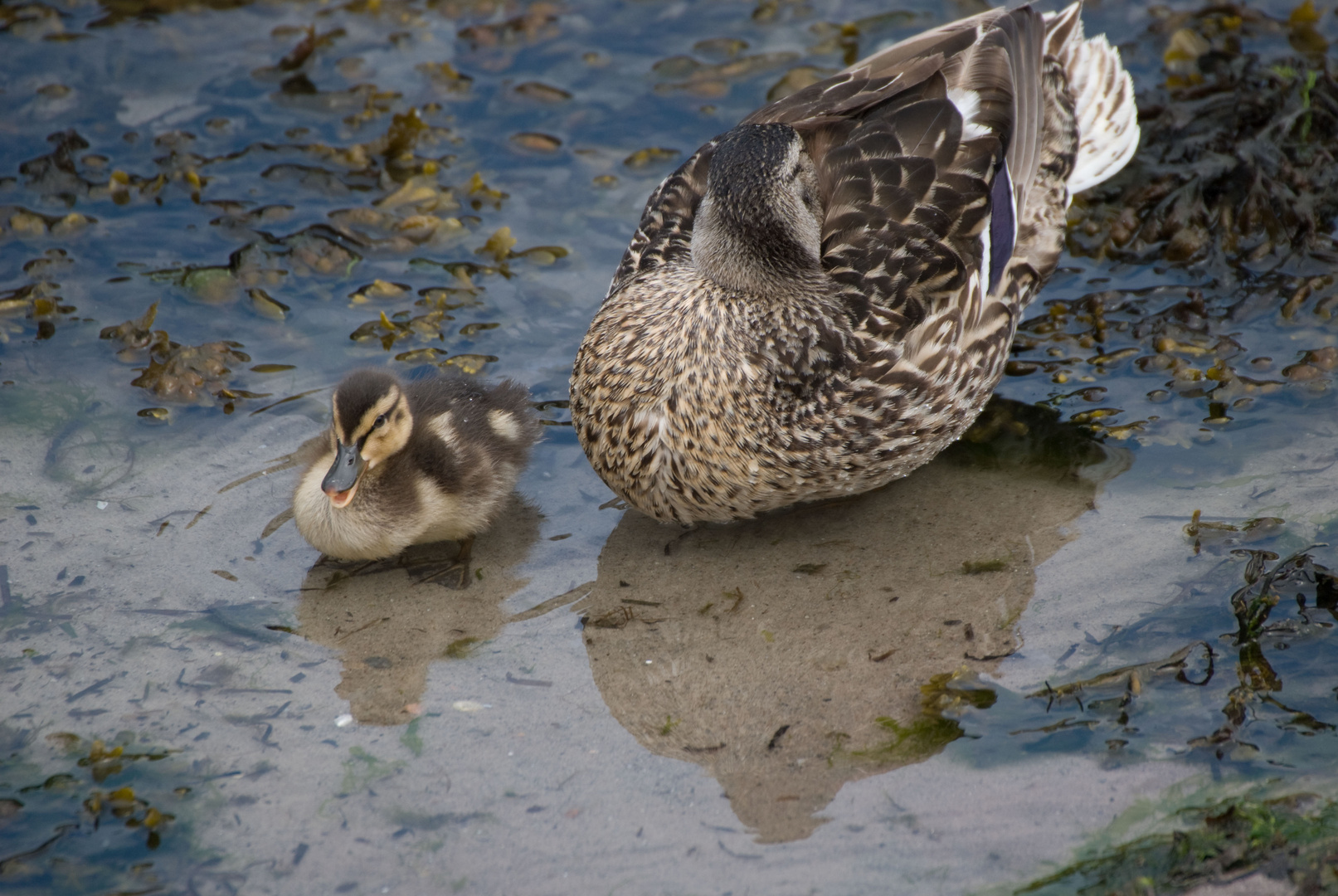 Entenmutter mit Jungem